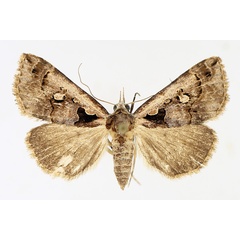 /filer/webapps/moths/media/images/V/vausema_Tephrialia_AF_TMSA_02.jpg
