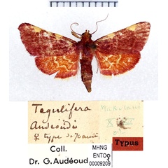 /filer/webapps/moths/media/images/A/audeoudi_Tegulifera_HT_MHNG.jpg