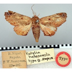 /filer/webapps/moths/media/images/H/holocausta_Eutelia_HT_BMNH.jpg
