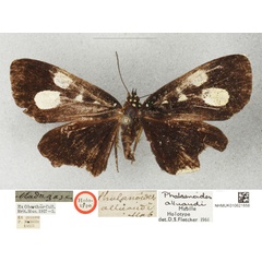 /filer/webapps/moths/media/images/A/alluaudi_Rothia_HT_BMNHa_JYRKktE.jpg