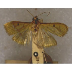 /filer/webapps/moths/media/images/B/basalis_Botys_HT_NHMUK.jpg