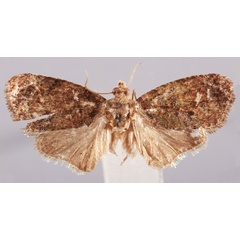 /filer/webapps/moths/media/images/G/graziani_Diakonoffiana_HT_Bassi.jpg