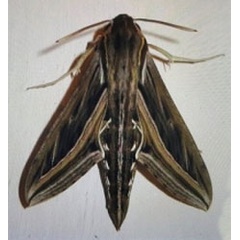 /filer/webapps/moths/media/images/C/celerio_Hippotion_A_Glibert.jpg