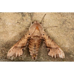 /filer/webapps/moths/media/images/P/pusillus_Odontosida_A_Heynsa.jpg