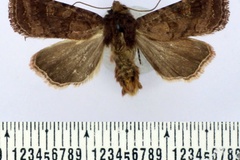 Tycomarptes berioi