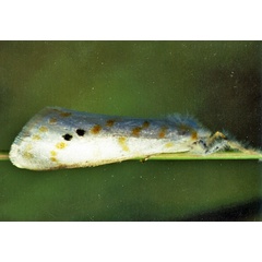 /filer/webapps/moths/media/images/G/gemmata_Lacipa_A_Roland_01.jpg