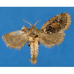 /filer/webapps/moths/media/images/W/winteri_Moyencharia_PT_Lehmann_xuCbwa3.jpg