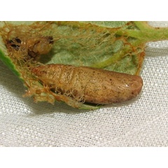 /filer/webapps/moths/media/images/R/rhadamaria_Pingasa_P_Goff_03.jpg