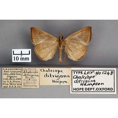 /filer/webapps/moths/media/images/D/ditrigona_Chalciope_PT_OUMNH_02.jpg