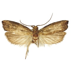 /filer/webapps/moths/media/images/O/omoiosa_Bactra_HT_Bassi.jpg