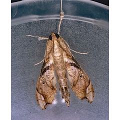 /filer/webapps/moths/media/images/A/africana_Terastia_A_Roland_01.jpg