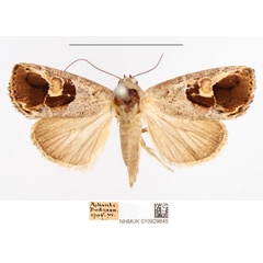 /filer/webapps/moths/media/images/C/cometes_Bryophilopsis_AM_NHMUK.jpg