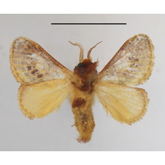 /filer/webapps/moths/media/images/S/subpellucens_Sporetolepis_A_MGCLb_01.JPG