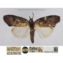 /filer/webapps/moths/media/images/I/ianthina_Plotheia_HT_NHMUK.jpg