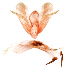 /filer/webapps/moths/media/images/B/bicornuta_Athetis_GMHT_TMSA_13693.jpg