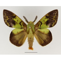 /filer/webapps/moths/media/images/A/antennifera_Chrysopsyche_AM_Basquin_01.jpg