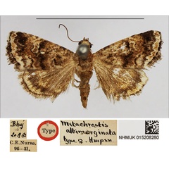 /filer/webapps/moths/media/images/A/albimarginata_Metachrostis_HT_NHMUK.jpg