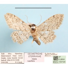 /filer/webapps/moths/media/images/N/nasifera_Idaea_A_MGCLa_01.JPG