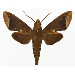 /filer/webapps/moths/media/images/D/discifera_Nephele_AM_Basquin_02a.jpg