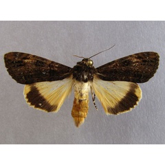 /filer/webapps/moths/media/images/P/primulina_Ulotrichopus_A_Baron_01.jpg