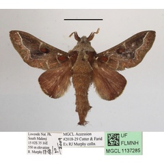 /filer/webapps/moths/media/images/P/polydora_Streblote_AM_MGCLa_01.JPG
