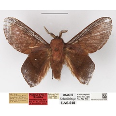 /filer/webapps/moths/media/images/M/myoctona_Sonitha_PTM_NHMUK_01.jpg