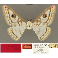 /filer/webapps/moths/media/images/V/vingerhoedti_Heniocha_AT_RBINS_01.jpg