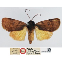 /filer/webapps/moths/media/images/M/meterythra_Aiteta_STF_NHMUK.jpg