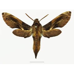 /filer/webapps/moths/media/images/M/malgassica_Theretra_AM_Basquina.jpg