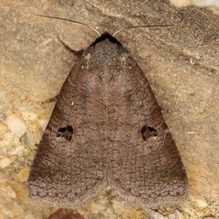 /filer/webapps/moths/media/images/S/salax_Lygephila_A_Heynsa.jpg