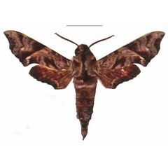 /filer/webapps/moths/media/images/S/scitula_Temnora_AM_EMEM.jpg