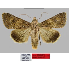 /filer/webapps/moths/media/images/E/endemica_Anarta_PTM_RBINSa.jpg