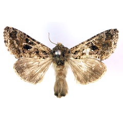 /filer/webapps/moths/media/images/P/porphyrea_Agrapha_AM_RMCA.jpg