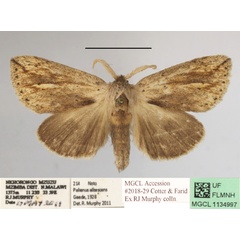 /filer/webapps/moths/media/images/M/marginestriatus_Lopiena_AM_MGCLa_02.JPG