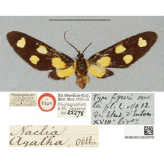 /filer/webapps/moths/media/images/A/agatha_Naclia_HT_BMNHa_QOaMeFL.jpg