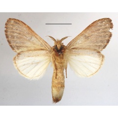 /filer/webapps/moths/media/images/S/sagittata_Desmeocraera_AF_MGCLb_02.JPG