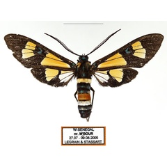 /filer/webapps/moths/media/images/F/folletii_Euchromia_AM_Legrain_01.jpg