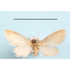 /filer/webapps/moths/media/images/U/umbricosta_Idaea_A_MGCLb_01.jpeg