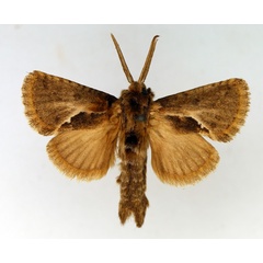 /filer/webapps/moths/media/images/J/jansei_Marshalliana_AM_TMSA_01.jpg