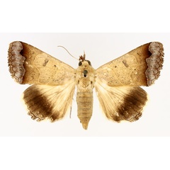 /filer/webapps/moths/media/images/T/tettensis_Ophiusa_AF_TMSA_02.jpg