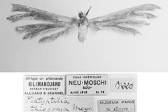 Platyptilia thiosoma