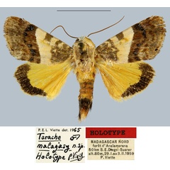 /filer/webapps/moths/media/images/M/malagasy_Tarache_HT_MNHN.jpg