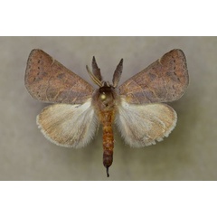 /filer/webapps/moths/media/images/L/lentisignata_Clostera_A_Butler.jpg