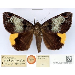 /filer/webapps/moths/media/images/P/poliopasta_Achaea_HT_BMNH.jpg