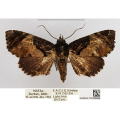 /filer/webapps/moths/media/images/P/polymorpha_Chlumetia_AF_NHMUK.jpg