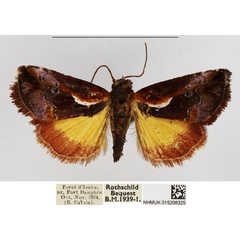 /filer/webapps/moths/media/images/M/mysteriosa_Maliattha_AF_NHMUK.jpg