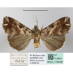 /filer/webapps/moths/media/images/Y/yerburii_Callopistria_A_MGCLa_02.JPG