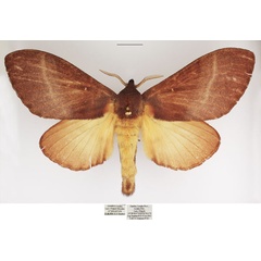/filer/webapps/moths/media/images/J/jamesoni_Catalebeda_AF_TMSA.jpg