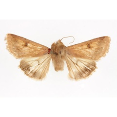 /filer/webapps/moths/media/images/A/armigera_Helicoverpa_AF_RMCA.jpg