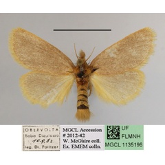 /filer/webapps/moths/media/images/T/taeniosoma_Laelioproctis_A_MGCLa_01.JPG